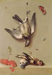 Still Life of Dead Birds and Cherries, 1712 (oil on canvas) | Obraz na stenu