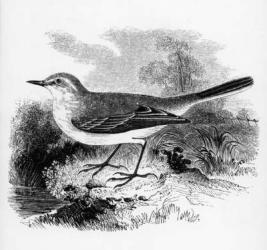 Ray's Wagtail, illustration from 'A History of British Birds' by William Yarrell, first published 1843 (woodcut) | Obraz na stenu