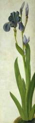 An Iris (w/c & gouache on paper) | Obraz na stenu