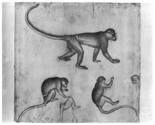 Monkeys, from The Vallardi Album (pen & ink on paper) (b/w photo) | Obraz na stenu