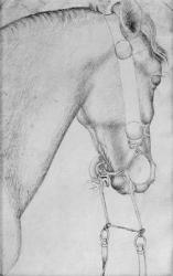 Head of a horse, from the The Vallardi Album (pen & ink on paper) (b/w photo) | Obraz na stenu