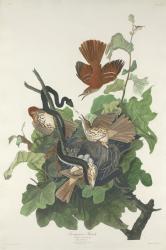 Ferruginous Thrush, 1831 (coloured engraving) | Obraz na stenu