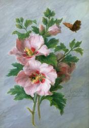 Hibiscus against a Marble Ledge (oil on panel) | Obraz na stenu