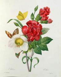 Christmas Rose, Helleborus niger and Red Carnation with Butterflies, from 'Les Choix des Plus Belles Fleurs' by Pierre Redoute (1759-1840) | Obraz na stenu