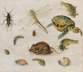 A Study of Insects, Sea Creatures and a Mouse | Obraz na stenu