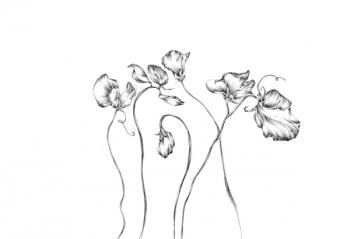 Sweet peas, Botanical Series, 2017, (pencil) | Obraz na stenu
