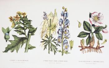 Common Poisonous Plants, c.1890 (coloured engraving) | Obraz na stenu
