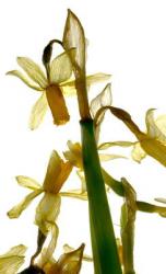 Daffodil Stand (digital photogram, digital original print, photography) | Obraz na stenu