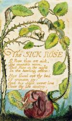 The Sick Rose, from Songs of Innocence (etching, ink & w/c) | Obraz na stenu