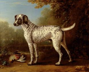 Grey spotted hound, 1738 (oil on canvas) | Obraz na stenu