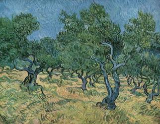 Olive Orchard mid-June, 1889 (oil on canvas) | Obraz na stenu