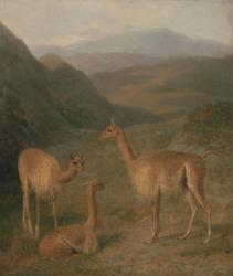 Vicunas, 1831 (oil on canvas) | Obraz na stenu