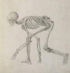 Human Skeleton: Lateral view in Crouching Posture, from the series 'A Comparative Anatomical Exposition of the Structure of the Human Body with that of a Tiger and a Common Fowl' (graphite on paper) | Obraz na stenu