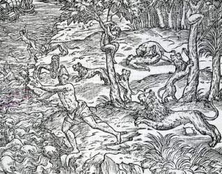 Lions attacking and eating humans, illustration from 'Les singularites de la France antartique' by Andre Thevet, published 1558 (engraving) | Obraz na stenu