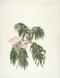 Cusso or Banbesia; Abyssinia (leaves and flowers) (w/c and gouache over graphite on paper) | Obraz na stenu