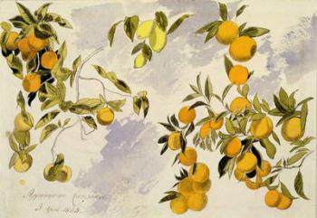 Orange Trees, 1863 (w/c, pen and ink over graphite on heavy wove paper) | Obraz na stenu