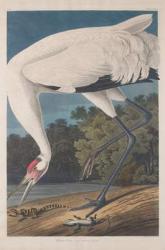 Hooping Crane, 1834 (coloured engraving) | Obraz na stenu
