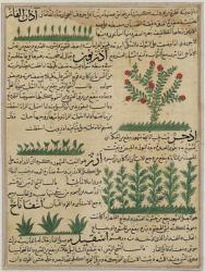 Ms E-7 fol. 142b Botanical plants, illustration from 'The Wonders of the Creation and the Curiosities of Existence' by Zakariya-ibn Muhammed al-Qazwini (gouache on paper) | Obraz na stenu
