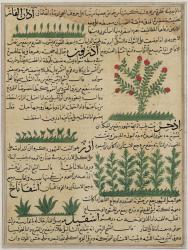 Ms E-7 fol. 142b Botanical plants, illustration from 'The Wonders of the Creation and the Curiosities of Existence' by Zakariya-ibn Muhammed al-Qazwini (gouache on paper) | Obraz na stenu