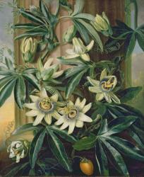 Blue Passion Flower for the 'Temple of Flora' by Robert Thornton, 1800 (oil on canvas) | Obraz na stenu