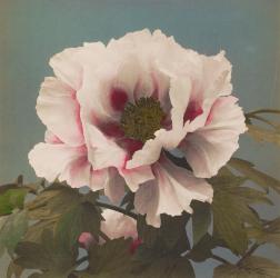 Tree Paeony, 1896 (hand-coloured collotype) | Obraz na stenu