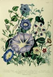 Bindweed, plate 26 from 'The Ladies' Flower Garden', published 1842 (colour litho) | Obraz na stenu