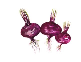 Beetroots, Food Illustration Series, 2017, (watercolour) | Obraz na stenu