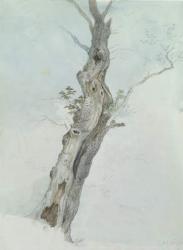 Tree Study, c.1800-05 (w/c over graphite on paper) | Obraz na stenu