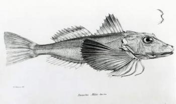 Galapagos Gurnard, plate 6 from 'The Zoology of the Voyage of H.M.S Beagle, 1832-36' by Charles Darwin (litho) (b/w photo) | Obraz na stenu