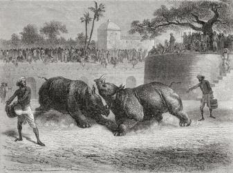 A Rhinoceros fight in Baroda, India in the 19th century. | Obraz na stenu