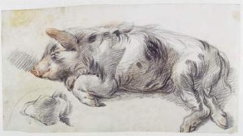 Sleeping Pig (black and red chalk on paper) | Obraz na stenu