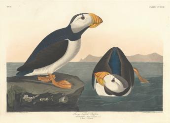 Large-billed Puffin, 1836 (coloured engraving) | Obraz na stenu