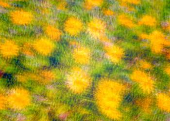 California Wildflowers Photo Impressionism, 2017, (photograph) | Obraz na stenu