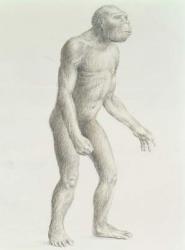 Australopithecus boisei (pencil on paper) | Obraz na stenu