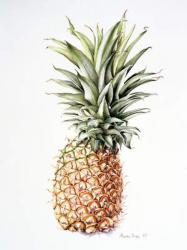 Pineapple, 1997 (w/c on paper) | Obraz na stenu