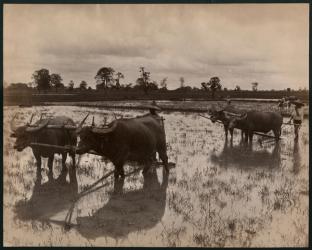 Farm work, c.1880 (albumen print) | Obraz na stenu