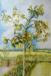 The Apple Tree,2001 (watercolour) | Obraz na stenu