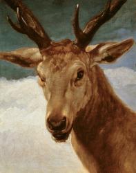 Head of a Stag, 1634 (oil on canvas) | Obraz na stenu