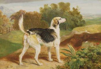Ravager, one of the Lambton Hounds (oil on panel) | Obraz na stenu