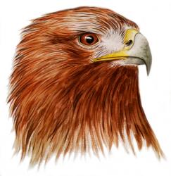 Golden Eagle, 2011 (watercolour paint and pencil) | Obraz na stenu