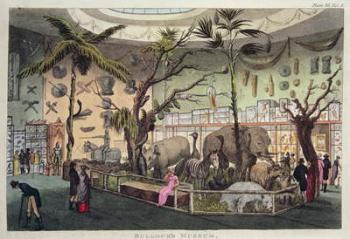 Bullock's Museum (colour engraving) | Obraz na stenu