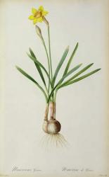 Narcissus Gouani, from `Les Liliacees', 1805 (coloured engraving) | Obraz na stenu