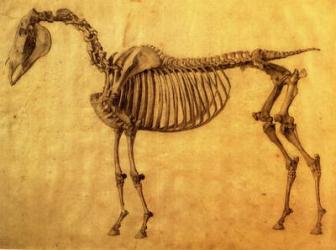 Finished Study for the First Skeletal Table of a Horse, c. 1766 (graphite on paper) | Obraz na stenu