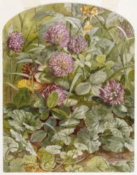 Red Clover with Butter-and-Eggs and Ground Ivy, 1860 (pencil & w/c on paper) | Obraz na stenu