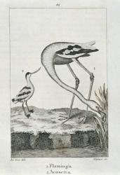 Flamingo and Avosetta, from A History of the Earth and Animated Nature, London 1816 (copper plate engraving) | Obraz na stenu