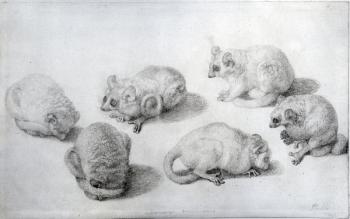 Studies of a Lemur, 1773 (graphite on paper) | Obraz na stenu