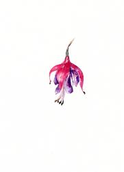 Fuchsia, Botanical Series, 2017,(watercolour/pigment ink) | Obraz na stenu
