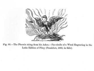 The Phoenix rising from his ashes, from a Latin edition of Pliny published in Frankfurt in 1602, illustration from 'Science and Literature in The Middle Ages and Renaissance', written and engraved by Paul Lacroix, 1878 (engraving) (b/w photo) | Obraz na stenu
