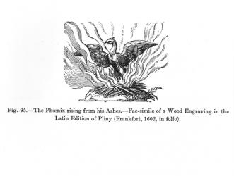 The Phoenix rising from his ashes, from a Latin edition of Pliny published in Frankfurt in 1602, illustration from 'Science and Literature in The Middle Ages and Renaissance', written and engraved by Paul Lacroix, 1878 (engraving) (b/w photo) | Obraz na stenu