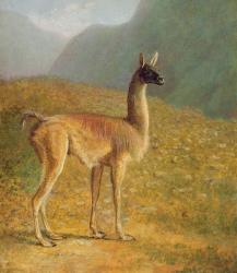 Guanaco, c.1848 (oil on canvas) | Obraz na stenu